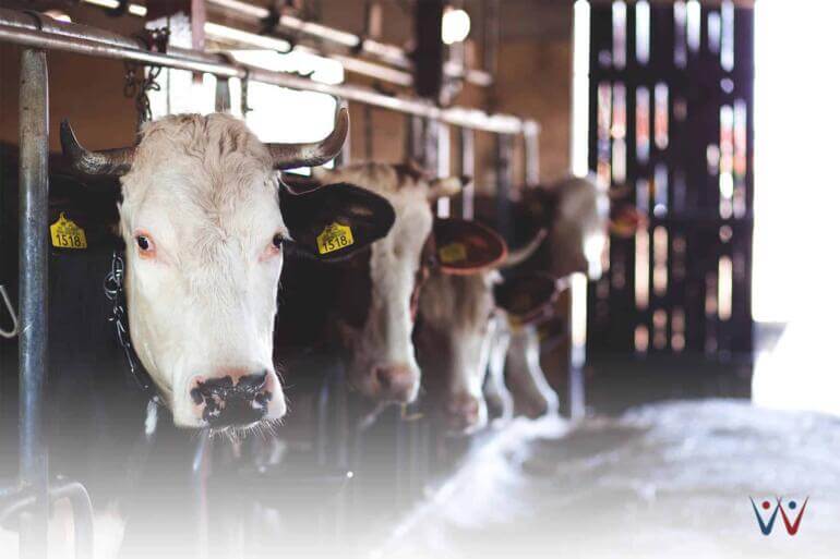 ide bisnis idul adha - hewan kurban - strategi bisnis