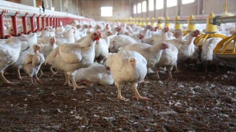 tips memulai usaha peternakan unggas