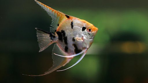 Cara Kembangkan Cabang Bisnis Budidaya Ikan Hias